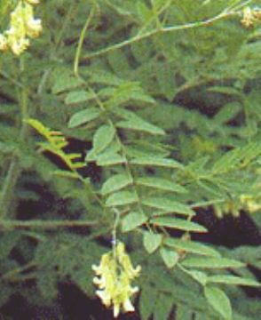 Sophora Flavescens Extract